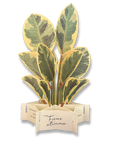 Blooming Card Ficus altissima