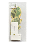 Blooming Card Ficus altissima