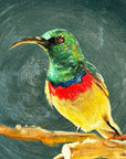 Summer Tanager