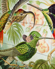 Hummingbirds - Ernst Haeckel