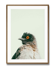 Bashful Bulbul