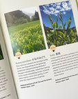 A Beginner's Guide to Japanese Tea