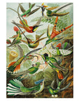 Hummingbirds - Ernst Haeckel