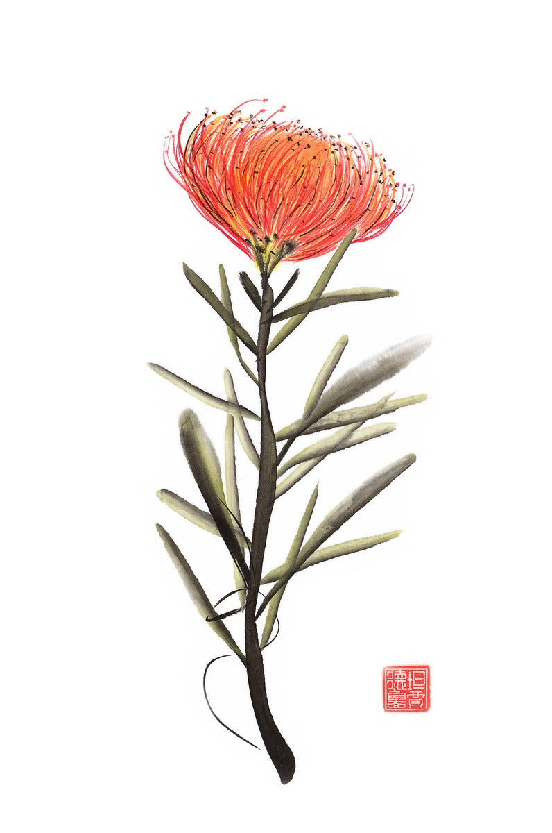 Elegant Pincushion Protea