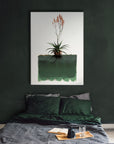 Greenii