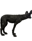 WILD DOG PUP