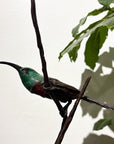 Early morning Sun - Sunbird