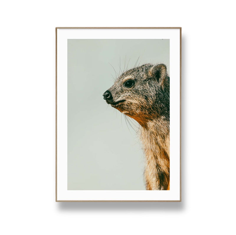 Dassie